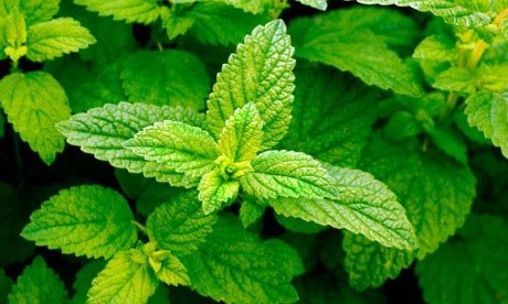 lemon balm