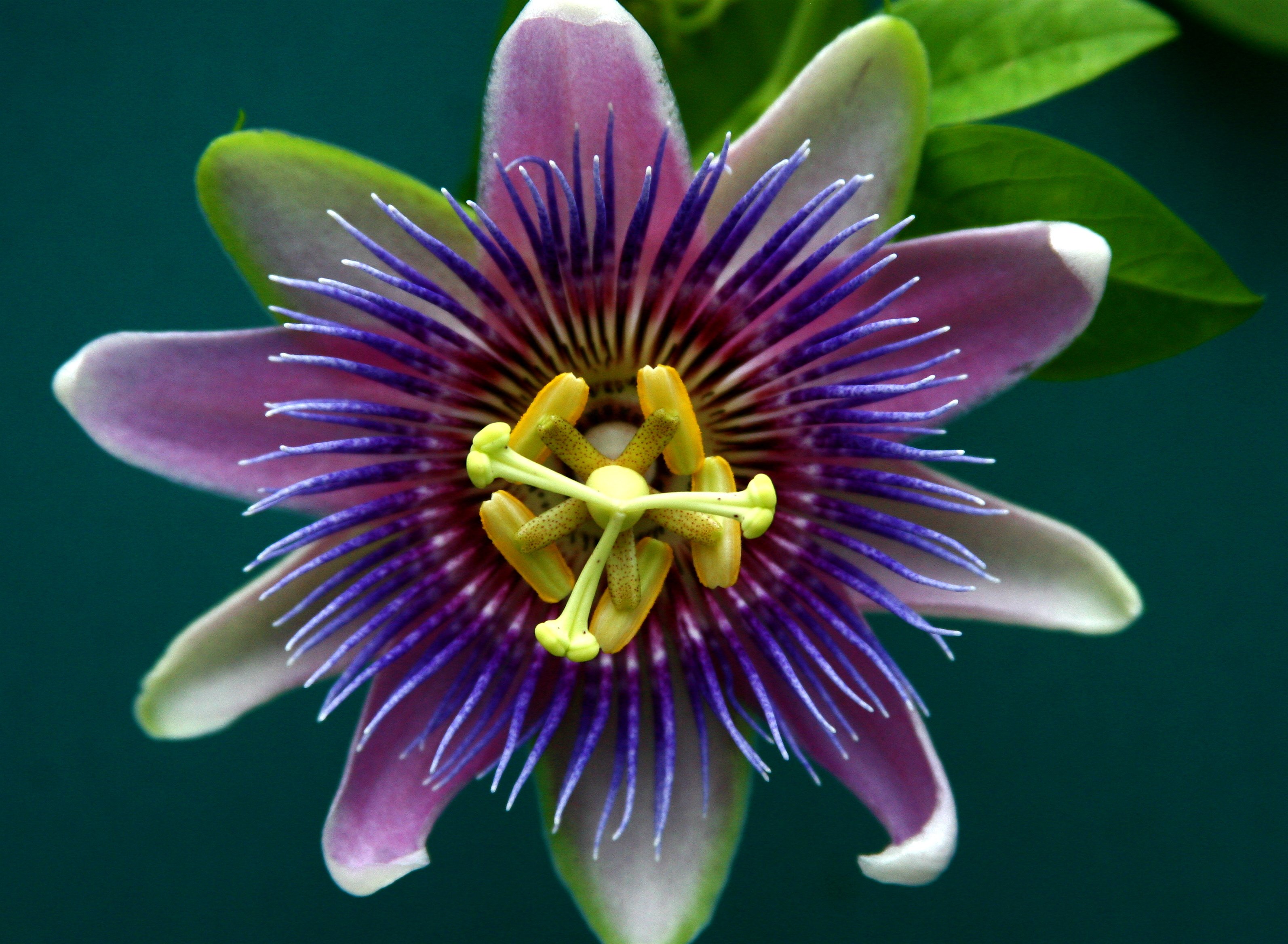 passionflower