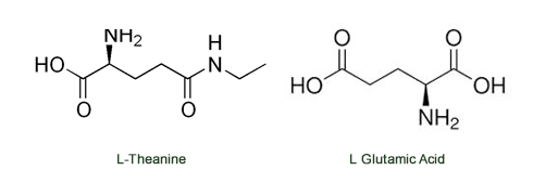 theanine properties